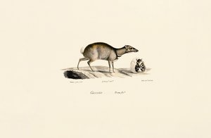 Küçük Fare Geyiği (Tragulus kanchil) by Jacques Christophe Werner