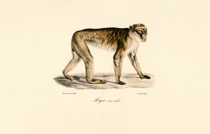 Uzun Kuyruklu Makak (Erkek) by Jacques Christophe Werner