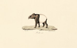 Malaya Tapiri by Jacques Christophe Werner