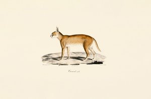 Erkek Karakulak by Jacques Christophe Werner