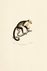 Erkek Adi Sincap Maymunu by Jacques Christophe Werner