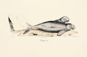 Erkek Dugong by Jacques Christophe Werner