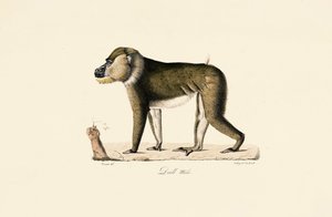 Erkek Gelada Babunu by Jacques Christophe Werner