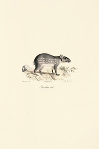 Erkek Benekli Paca by Jacques Christophe Werner