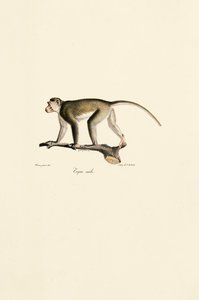Erkek Sincap Maymunu by Jacques Christophe Werner