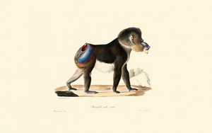 Mandrill by Jacques Christophe Werner