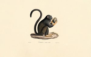 Meyveli Mona Maymunu by Jacques Christophe Werner