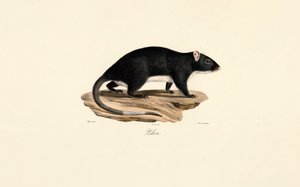 Misk Sıçanı by Jacques Christophe Werner