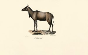 Nilgai Antilobu (Nilgai, Erkek) by Jacques Christophe Werner