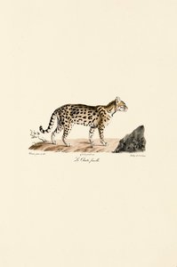 Ocelot, dişi by Jacques Christophe Werner