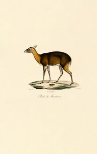 Filipin Benekli Geyiği (Visayan Benekli Geyiği) by Jacques Christophe Werner
