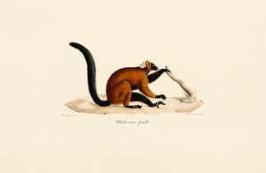 Kırmızı Önlü Lemur by Jacques Christophe Werner