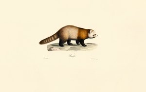 Kızıl Panda (Ailurus fulgens) by Jacques Christophe Werner