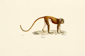 Kırmızı İnce Loris (Loris tardigradus) by Jacques Christophe Werner