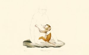 Rhesus Makak Bebeği by Jacques Christophe Werner