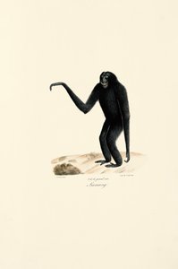Siamang (Symphalangus syndactylus) by Jacques Christophe Werner