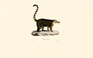 Güney Amerika Coati