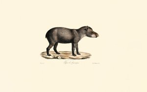 Güney Amerika Tapiri by Jacques Christophe Werner