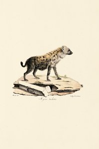 Benekli Sırtlan by Jacques Christophe Werner