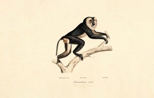 Beyaz Yakalı Mangabey (Erkek) by Jacques Christophe Werner