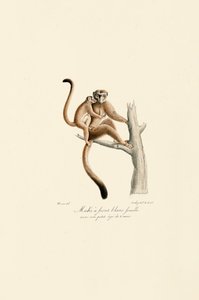 Beyaz Taçlı Mangabey Yavrusu ile by Jacques Christophe Werner