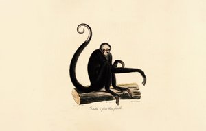  by Jacques Christophe Werner