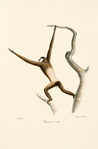 Beyaz Elli Gibbon (Hylobates lar) by Jacques Christophe Werner
