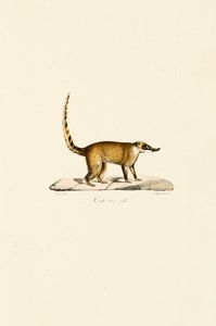 Beyaz Burunlu Coati (erkek) by Jacques Christophe Werner