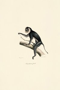  by Jacques Christophe Werner