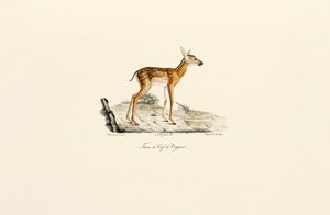 Beyaz Kuyruklu Geyik - Yavru by Jacques Christophe Werner