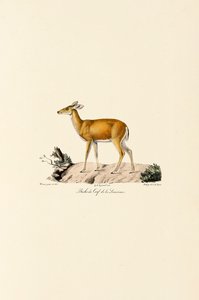Beyaz Kuyruklu Geyik Dişi by Jacques Christophe Werner