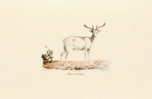 Beyaz Ebegümeci Geyiği Varyantı by Jacques Christophe Werner