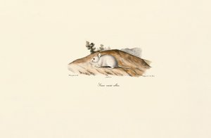 Beyaz Jerboa (Albine faresi) by Jacques Christophe Werner