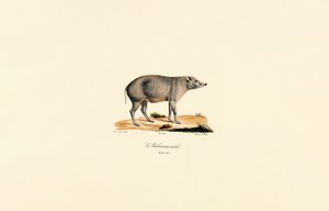 Genç Erkek Babirusa by Jacques Christophe Werner
