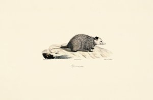 Genç Opossum by Jacques Christophe Werner