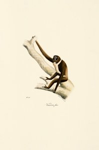 Genç Beyaz Elli Gibbon (Hylobates lar) by Jacques Christophe Werner
