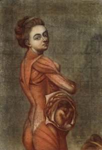 Hamile bir kadının renkli anatomik illüstrasyonu, 1778