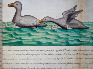 Ploplos adlı ördekler, Macellan Boğazı, Compagnie royale de la Mer du Sud