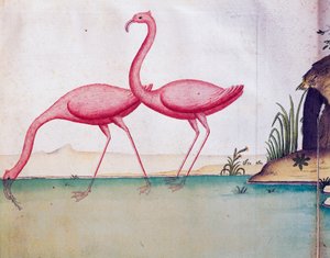 Pembe flamingolar, Galapagos Adaları, Jacques Gouin de Beauchesne (1652-1730), Compagnie royale de la Mer du Sud