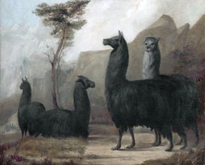 alpakalar by Jacques-Laurent Agasse
