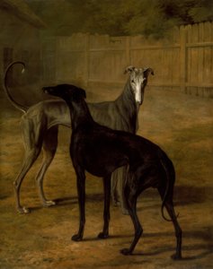 Rolla ve Portia