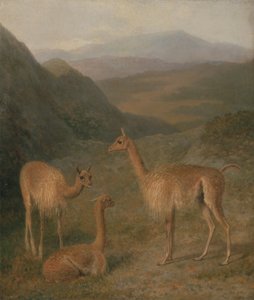 Vicunalar by Jacques-Laurent Agasse