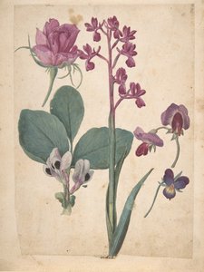 Çiçek Araştırmaları: Bir Gül, Bir Kalp Hastalığı, Bir Tatlı Bezelye, Bir Bahçe Bezelyesi..., 16. yüzyıl. by Jacques Le Moyne