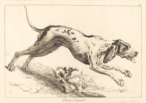 Chien Courent (Koşan Tazı)