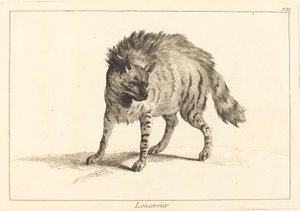 Loucervier (sırtlan)