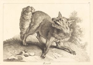 Renard (Tilki)