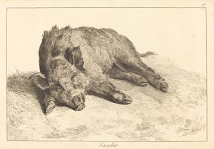 Sanglier (Yaban Domuzu Yatıyor, Sola Dönüyor)