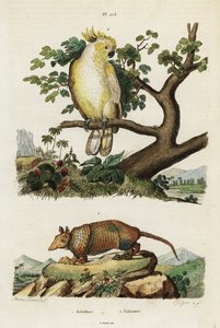 Sarı tepeli kakadu ve armadillo.