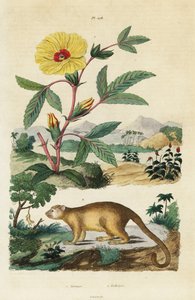 Kinkajou ve Roselle.