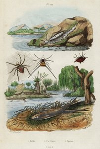 Deniz salyangozu, bahçe örümceği ve Avrupa kokusu., 1834-1839 (gravür)